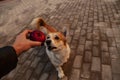 One cute, wonderful Welsh Corgi Pembroke wants to eat an Apple. Corgi receives a reward for the executed commandCorgi smiling.