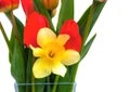 One daffodil in a bouquet with tulips Royalty Free Stock Photo