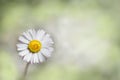 One daisy blossom on blurry springlike background