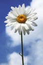 One daisy on blue sky background Royalty Free Stock Photo