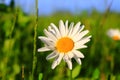 One daisy in a field close-up Royalty Free Stock Photo