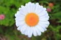 One daisy in a field close-up Royalty Free Stock Photo