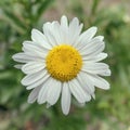 One daisy flower on field isolated, close up Royalty Free Stock Photo