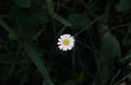 One daisy flower with white petals and yellow center on a green background. Royalty Free Stock Photo