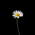 One daisy flower with white petals and yellow center on a green stem on black background close up isolated macro in square