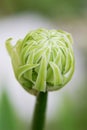 One daisy head surface cover bud. Close up Royalty Free Stock Photo