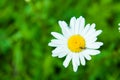 One daisy in a large field blurred Royalty Free Stock Photo