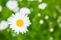 One daisy in a large field blurred Royalty Free Stock Photo