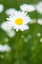 One daisy in a large field blurred Royalty Free Stock Photo