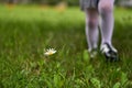 one daisy in the lawn. Green grass and flowers. A child is picking flowers. Royalty Free Stock Photo