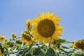 One daisy-like face sunflower plan against blue sky Royalty Free Stock Photo