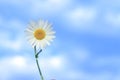 one daisy on the left against a blue sky with white clouds Royalty Free Stock Photo
