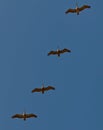 One is dancing out of the row - Pelicans Costa rica Royalty Free Stock Photo