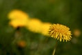 One dandelion blossom in focus, others blurry in the background Royalty Free Stock Photo