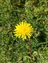 One dandelion close-up in grass Royalty Free Stock Photo