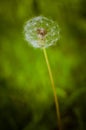 One dandelion in the field