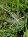 One dandelion flake Royalty Free Stock Photo