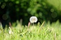 One dandelion in the forest, sunlight on grass