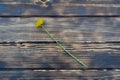 One dandelion lies on a wooden board. In the open space Royalty Free Stock Photo