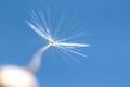 One dandelion macro Royalty Free Stock Photo