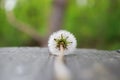 One dandelion in nature. Royalty Free Stock Photo
