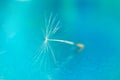 Dandelion seed soars in the air. Detailed macro photography Royalty Free Stock Photo