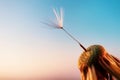 One dandelion seed on a flower against the sky at sunset. Royalty Free Stock Photo