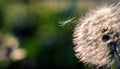 One dandelion seed lit by the bright sun in the air near the flower`s head. Royalty Free Stock Photo