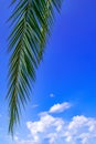 One dark green pinnate leaf of palm tree isolated on blue cloudy sky background. Simple vertical tropical background with copy Royalty Free Stock Photo