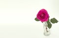 One dark pink rose on the right side Royalty Free Stock Photo