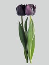 One dark purple, black tulip with its own reflection, mirrored.