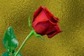One long stem red rose against gold background Royalty Free Stock Photo