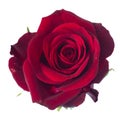 One dark red rose Royalty Free Stock Photo