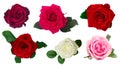 One dark red rose Royalty Free Stock Photo