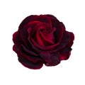 One dark red rose Royalty Free Stock Photo