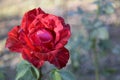 One dark red rose with green leaves in garden. Bloom of Lovely Flower. Vibrant rosebud. Close-up. Royalty Free Stock Photo