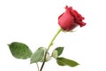 One dark red rose isolated on white Royalty Free Stock Photo