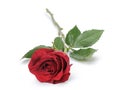 One dark red rose isolated on white Royalty Free Stock Photo