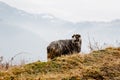 One dark sheep mountains background Royalty Free Stock Photo