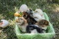 One day chickens in a basket Royalty Free Stock Photo