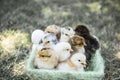 One day chickens in a basket Royalty Free Stock Photo