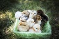 One day chickens in a basket Royalty Free Stock Photo