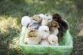 One day chickens in a basket Royalty Free Stock Photo
