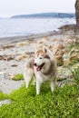 Profile Portrait of free Beige and white Siberian Husky dog standing in the sea grass on the beach Royalty Free Stock Photo