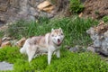 Portrait of beautiful Beige and white Siberian Husky dog standing in the grass on the beach Royalty Free Stock Photo