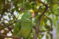 One day in the morning my parrot watching people walk Royalty Free Stock Photo