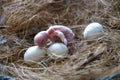 One day old budgie and parrot`s eggs in the nest. Royalty Free Stock Photo