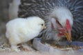 One day old chick and his mom Royalty Free Stock Photo
