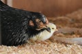 One day old chick and his mom Royalty Free Stock Photo