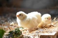 One day old chick Royalty Free Stock Photo